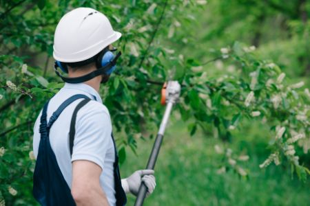 Tree Trimming & Pruning